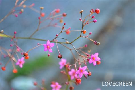 三時花|【植物図鑑】ハゼランの特徴や育て方・花言葉を紹介！栄養たっ。